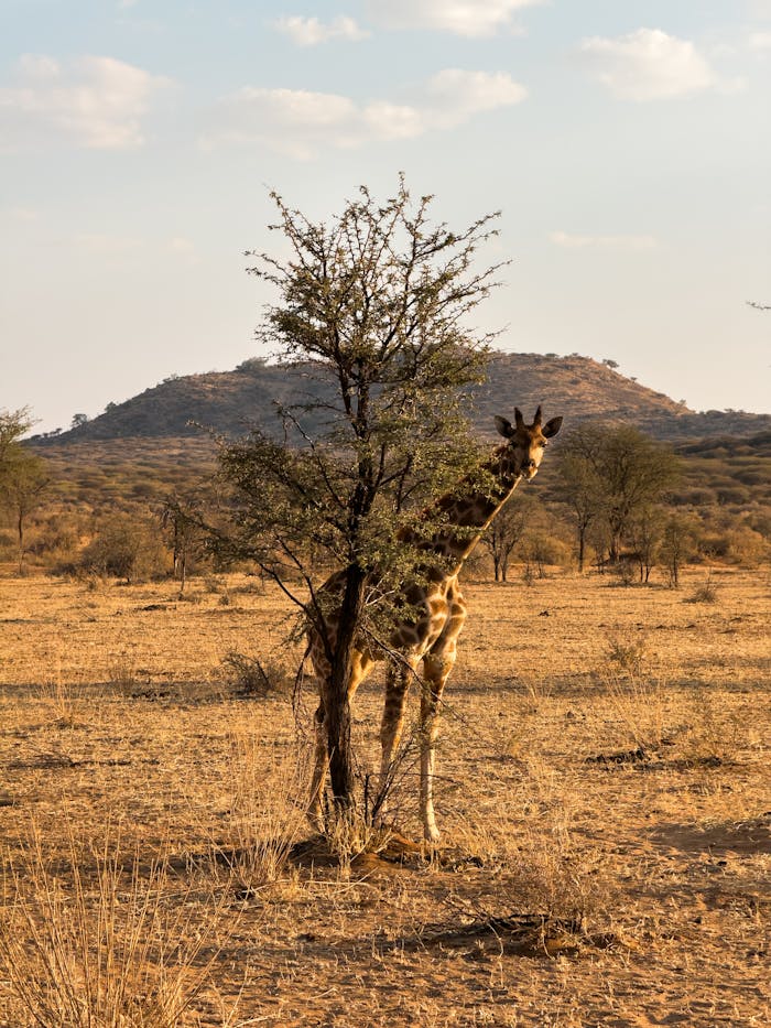 A giraffe stands beside an acacia tree in the African savanna. Scenic wildlife view.